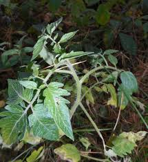 Image result for Solanum litoraneum