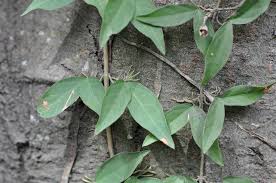 Image result for Dolichandra unguis-cati