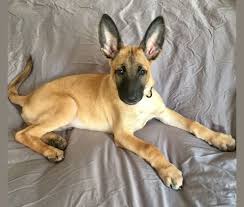 We did not find results for: Embark Dog Dna Test Breed