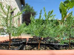 Maybe you would like to learn more about one of these? Grow Your Own Giant Sequoia Tree 6 Steps With Pictures Instructables