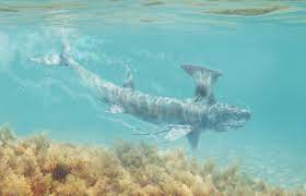 Relatively small (a maximum of three feet long and 20 or so pounds) but a dangerous, hydrodynamic predator that posed a constant menace to small fish as well as other, smaller sharks. Stethacanthus Facts And Pictures