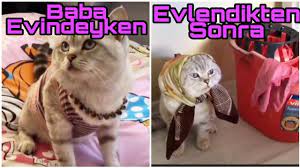 miyavca bilmeyenler icin alt yazili komik konusan kedi videolari funny kedi komik komik kediler
