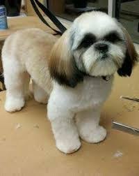 Image Result For Shih Tzu Haircuts Male Shihtzu Shih Tzu Haircuts Shih Tzu Grooming Shih Tzu Dog