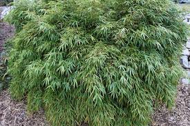 Image result for Lagenaria rufa