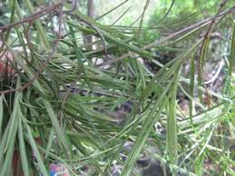 Image result for Secamone