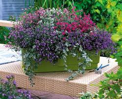 Image result for lobelia combine composition