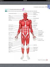 Principles Of Anatomy And Physiology Chapter 11 The Muscular System 8 Book Pg 373 Scientific Gifts Martial Arts Muscular System