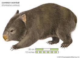 Image result for Common wombat