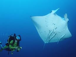 Stark verbreiterten brustflossen, die seitlich gestreckt werden: Virales Video Warum Mantarochen Nicht Um Hilfe Bitten