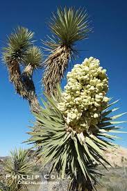 Huge collection, amazing choice, 100+ million high quality, affordable rf and rm images. Pin By Robin Gardner On Joshua Tree Admiration Society Joshua Tree Yucca Joshua Tree National Park