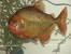 Sharp Snouted Piranha