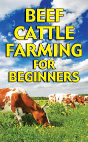 Beef Cattle For Beginners Beef Cattle Cattle Farming Vegetable Garden For Beginners