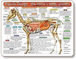 Details About The Horses Body Systems A Double Sided Uv Protected Laminated Horse Anatomy
