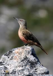 Birds Of South Africa Images Ground Woodpecker Woodpecker Pet Birds Grounds