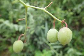 Image result for Cyphostemma omburense