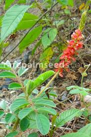 Image result for Indigofera astragalina