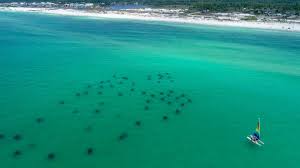 Pin By Francis Rutland Whittle On Trips In 2021 Grayton Beach State Park 30a Beach White Sand Beach