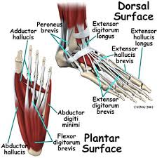 Orthotics Foot Anatomy Ankle Anatomy Foot Anatomy Bones