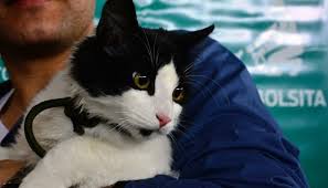 Existe un solo animal en el se conmemora la muerte del gato presidencial socks clinton , una de las mascotas del ex presidente estadounidense bill clinton , quien gobernó en. Por Que Se Celebra Hoy El Dia Del Animal En Argentina