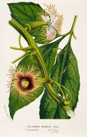 Image result for Telfairia pedata