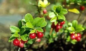 Bearberry makes a very attractive ground cover where few other plants would be happy. China Hot Sale Bearberry Extract Alpha Arbutin Plant Extract China Alpha Arbutin Extract Powder Alpha Arbutin Plant Extract