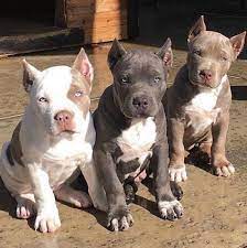 Aware Dogs Accessories Animals Doglake Dogsaccessoriescollar Pitbullpuppiesdog Pitbull Puppies Pit Puppies Cute Dogs