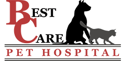 However a hospital employs a larger staff and has more experienced specialists in its fleet capable of handling all pet emergencies. Best Care Pet Hospital In Omaha Nebraska