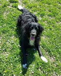 Bernese mountain dog and poodle. 9z2dqxzhpo25 M