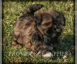 Browse thru our id verified puppy for sale listings to find your perfect puppy in your area. Verified Dog Breeders Near Wayland Iowa Usa Page 1 10 Per Page Puppyfinder Com