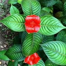 Image result for Psychotria pumila