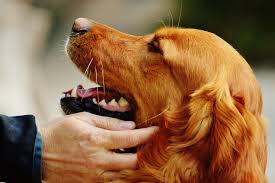 If the mass turns out to be benign, that's great. Warning Signs Of Cancer In Cats And Dogs Petcure Oncology