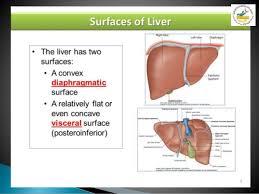 Liver cancer is linked to the hepatitis b virus. Anatomy Of Liver Presentation