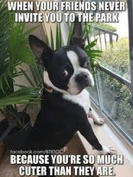 Sunwood boston terriers is not currently accepting new applications for puppies. Richard Gasparotti Rgaspo Profile Pinterest