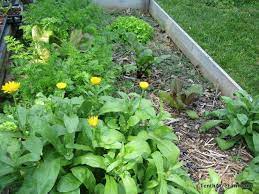 Top 5 flowers to use for companion planting. 6 Flowers To Grow In The Vegetable Garden Organic Gardening Pest Control Garden Pests Control Garden Pests