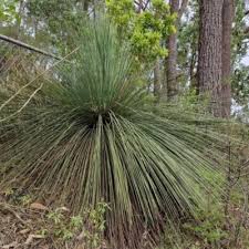 Image result for Xanthorrhoea australis