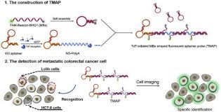 Once treatments meant to halt colon cancer are no longer working, and is considered terminal, it is important to know what to expect. Terminal Deoxynucleotidyl Transferase Initiated Molecule Beacons Arrayed Aptamer Probe For Sensitive Detection Of Metastatic Colorectal Cancer Cells Sciencedirect