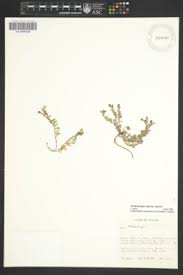 Image result for Wahlenbergia ericoidella