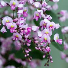 Image result for Hardenbergia