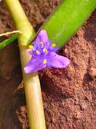 Image result for Cyanotis axillaris