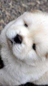 Download Wallpaper 1080x1920 Chow Chow Puppy Baby Light Sony Xperia Z1 Zl Z Samsung Galaxy S4 Htc One H Chow Chow Puppy Chow Chow Dog Puppy Cute Puppies