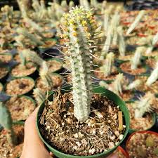 Image result for Euphorbia corniculata