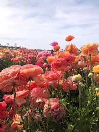 Ranunculus Flower Aesthetic Flowers Photography Flower Field