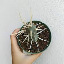 Alternate ways to obtain cactus spines include looting nature impling jars which can be obtained through the hunter skill, or by killing the kalphite queen or scorpia, both of which may drop 10 noted cactus spines. Paper Spine Cactus Tephrocactus Articulatus Succulent Care Succulents Box