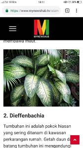 Lidah mertua dapat menurunkan kadar benzena, xylene. Hati Hati Pokok Hiasan Mama Mungkin Boleh Membahayakan Anak July 2021 Kelabmama Malaysia