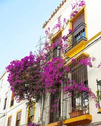 Marbella Endless Plans To Shape It Up Marbellalife Marbs Marbella Marbella2017 Colors Flowers Oldtown Marbellarocks Marbellaoldtown Beautiful