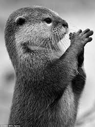 Look At This Really Like This Black And White Animal Photography Cute Animals Animals Animals Friends
