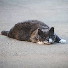Otherwise reduce or increase the diet accordingly. How To Help A Cat Lose Weight Mud Bay