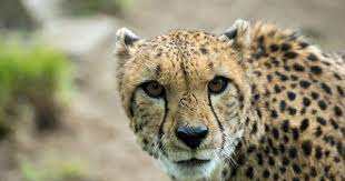 Staring Animals Photo Stare