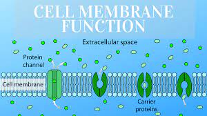 Aug 21, 2019 · the cell membrane or plasma membrane is the structure that keeps cytoplasm from spilling out of a cell. Cell Membrane Function And Definition Science Trends