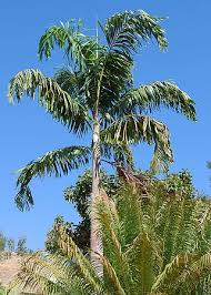 Image result for Wodyetia